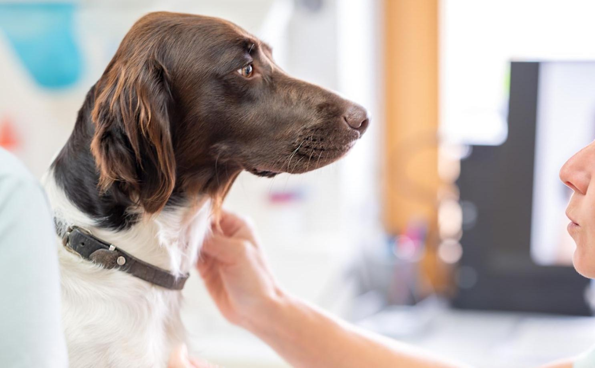 tierarztpraxis-angerat--article-2235-5.jpeg