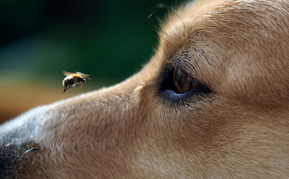 Augenuntersuchungen Kleintierpraxis Anger