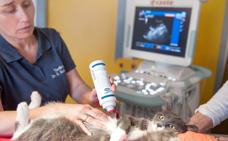 Bildgebende Diagnostik Kleintierpraxis Anger